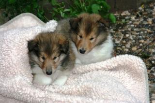 Wunderschöne Colliewelpen aus VDH Hobbyzucht