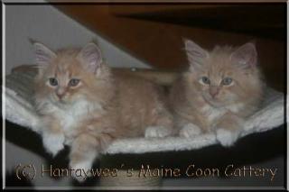 Wir haben typvolle Maine Coon Kitten mit Papieren und garantiertem Schmuseabitur
