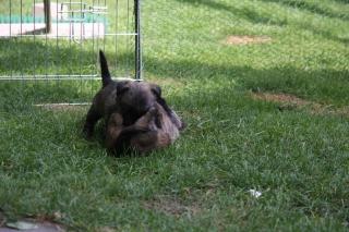 Cairn Terrier Welpen suchen liebe Besitzer