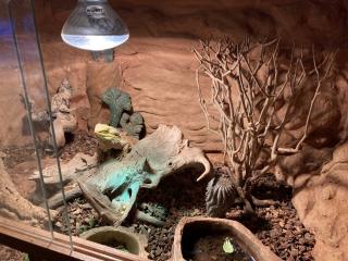 Bartagame männlich