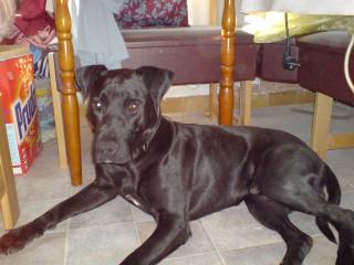Stafford-Labrador-Mix sucht dingend ein neues Zuhause