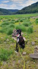 Hundesitter, Hundebetreuung, Hundpflege, Betreuung, Pension, Hund