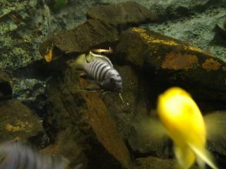 Viele Malawie Barsche zu verkaufen aus eigener Hobbyzucht, Ps. Elongatus, Metria