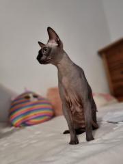 Sphynx katze