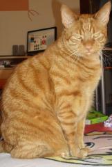 Kastrierter Kater mit zubehör abzugeben