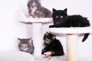 3 wunderschöne Kitten suchen ein neues zu Hause