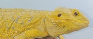 Suche intensiv gelbe Farb-Bartagamen z B. Citrus, Citrus Hypo Leatherback, etc.