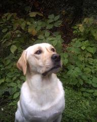GELBER LABRADOR DECKRÜDE MIT DECKERFAHRUNG STEHT GÜNSTIG IN COTTBUS ZUM DECKEN