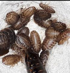 Ideale Futtertiere für kleinere Reptilien