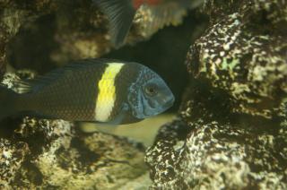Tropheus Duboisi Maswa 5-7cm Gruppe