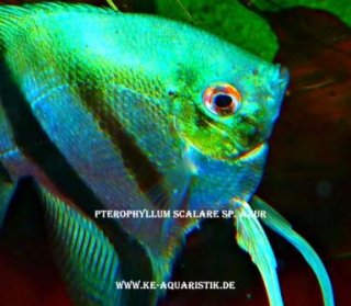Türkis-Blaue Skalare direkt vom Importeur und Züchter KE-Aquaristik