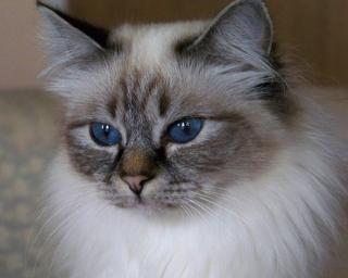 Schmusekatze für Birmaliebhaber