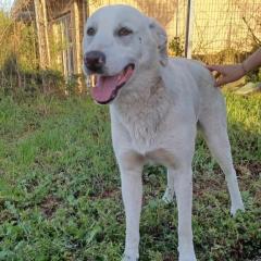 Aramis / Status sucht ein Zuhause