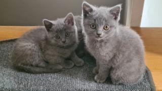 BKH reinrassige weibliche Kitten