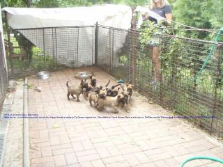 Malinois, Belgische Schäferhund