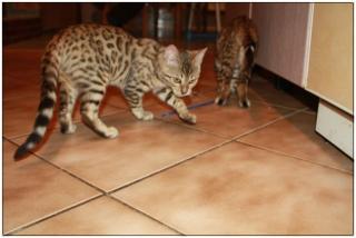 Bengalkitten suchen neue Dosenöffner