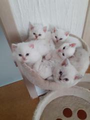 Selkirk Rex Kitten