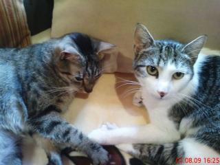 Liebevolle verschmuste Katzen