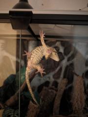 Gargoylegecko 1. 0 Adult