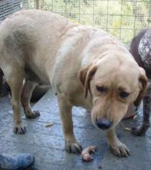 MACEY - ein besonder lieber Goldschatz
