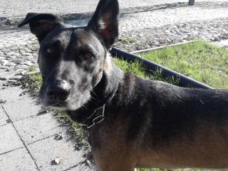 Hund gesundheitsbedingt abzugeben