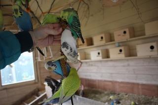 Handzahme Wellensittiche viele Farben nestjunge und ältere Wellis