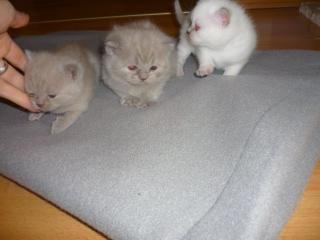 3 kleine Kuschelbärchen suchen dich