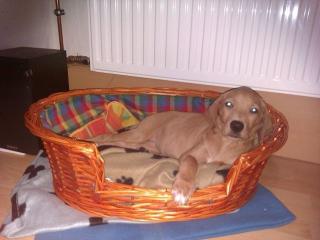 Labrador Golden Retriever Welpe sucht.