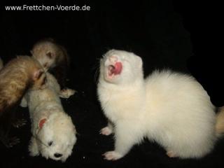 Frettchen Beratung