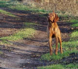 Wunderschöner Magyar Vizsla Deckrüde in Berlin