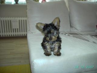 Ich verkaufe süsser yorkshire terrier