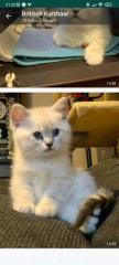 Britisch Kurzhaar Katzenbabys
