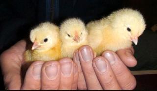 Küken vom Schweizerhuhn - Schlupf 22. 07. 2023