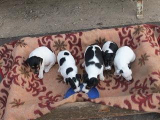 Süße Jack Russel Welpen