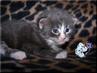 Maine Coon Babys