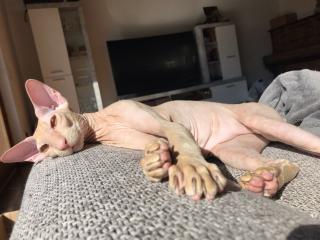 Peterbald Sphynx Siam Orientalisch Kurzhaar Kater