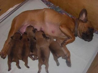 Fransösische Bulldoggen