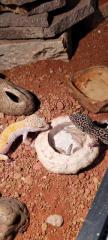 Leopardengeckos mit Terrarium