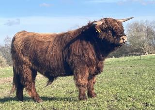 Highland Cattle Bulle Caitano / Hochlandrind - HERDBUCH
