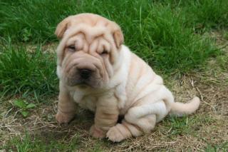2 verschmuste Shar Pei Welpen