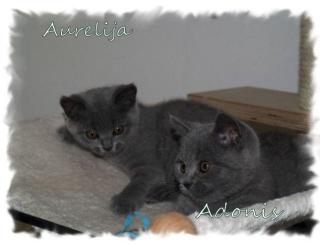 BKH / Britisch Kurzhaar Kitten blau m. P.