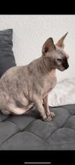 Sphynx Katze Misi fast 5 jahre alt