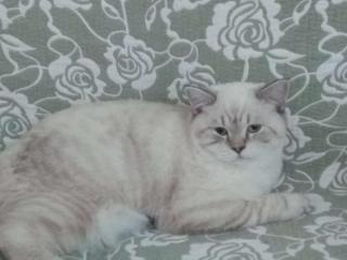 BKH Deckkater