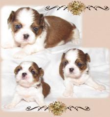 Shih Tzu Zwerge