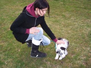 Border Collie