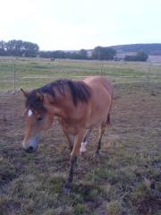 Reitpony-Haflingermix Stute
