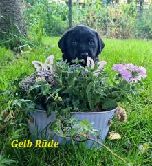 Labrador Welpen schwarz und gelb