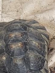 8 Landschildkröten abzugeben