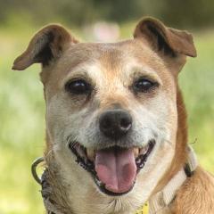 HALLE - weiblich 7 Jahre 38 cm 13. 5 kg Pinscher-Mix Gechipt Kastriert