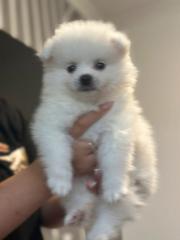 Pomerania Boo